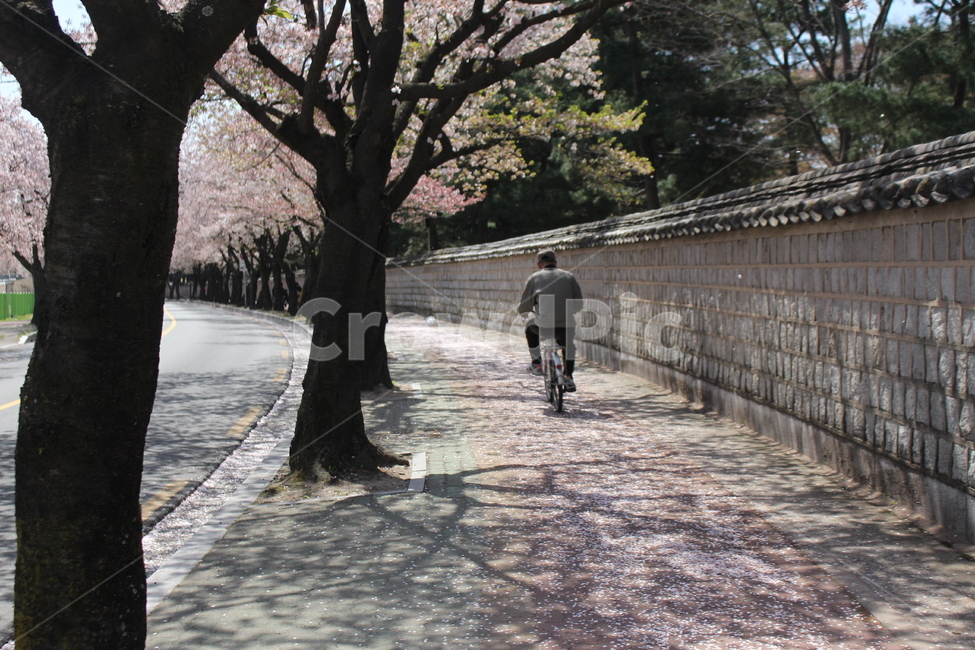 벚꽃,경주,봄,식물,나무,cherryblossom,korea,gyeongju,bike,bicycle,자전거