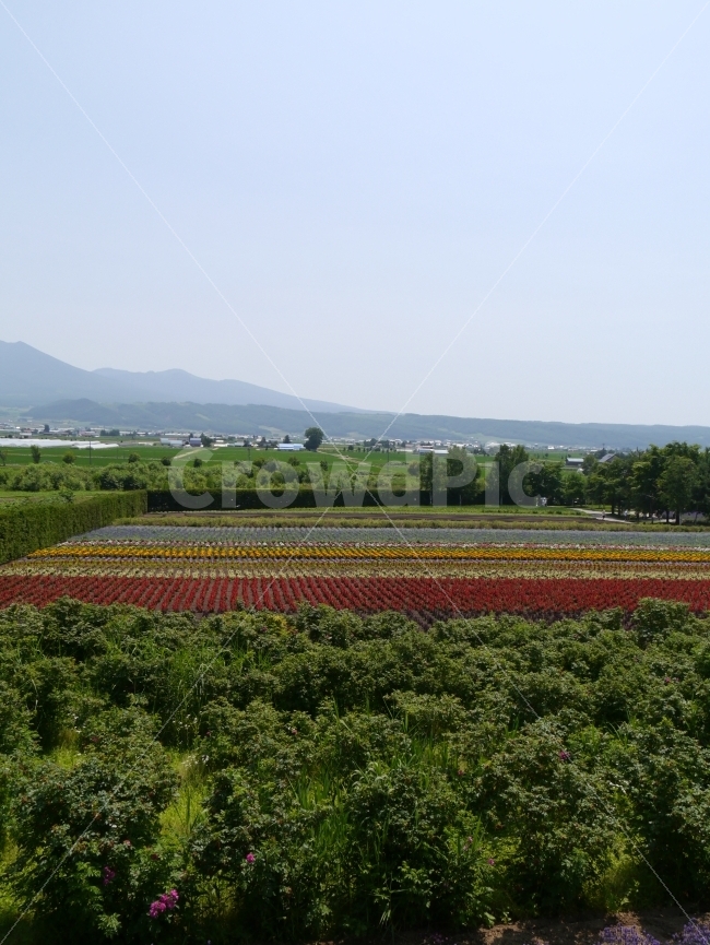 식물,자연풍경,꽃,여행,봄,팜토미타,일본,북해도,자연,풍경,landscape,View,Photo,Photograph,Nature,Hokkaido,Japan,자연,풍경,nature,landscape,해외,외국,세계,foreign,oversea,world,field,들