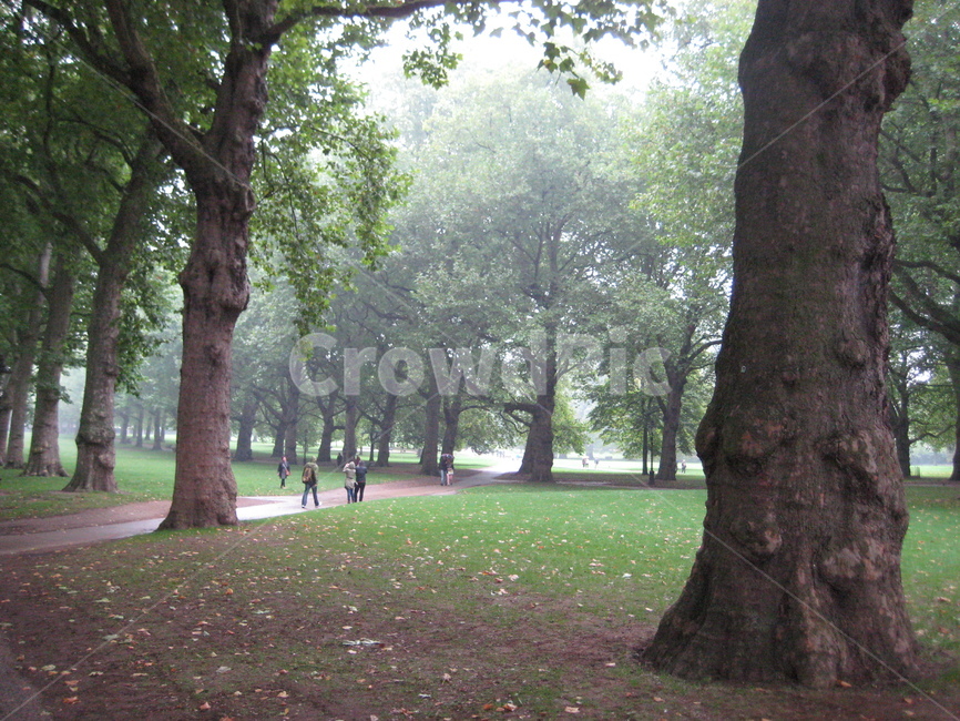 forest,nature,uk,England,foreign park,park