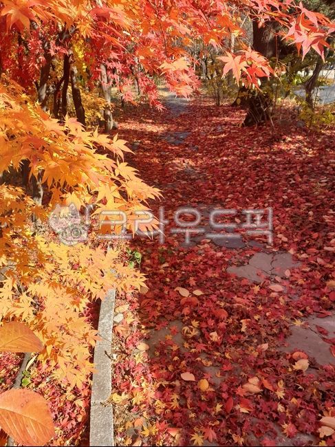 Maple leaf,autumn forest,nature,autumn,red maple leaves