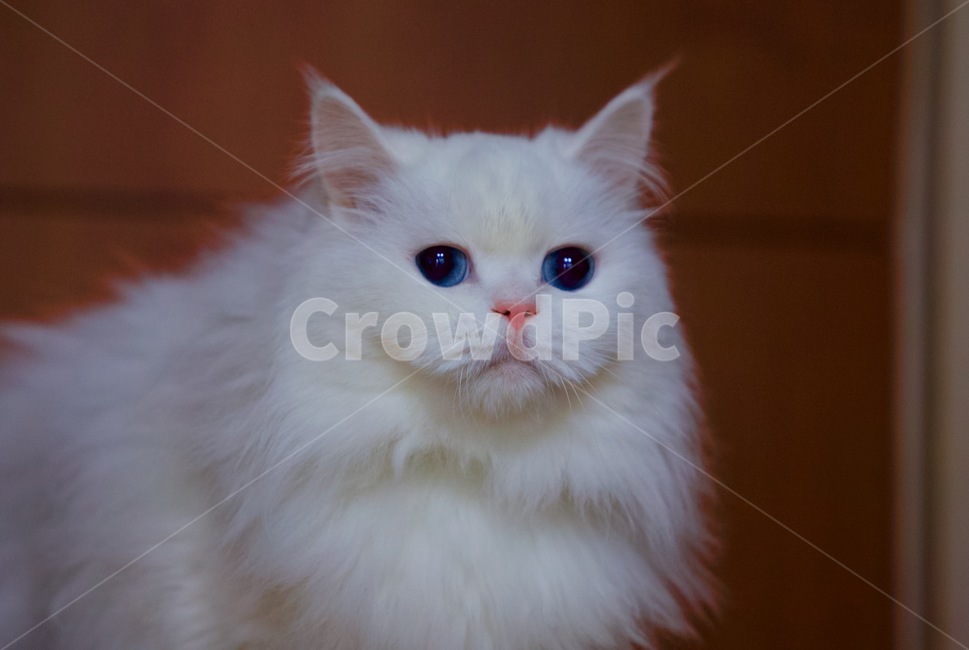 고양이,냐옹이,야옹이,animal,cat,냐옹,냥냥,냥냥펀치,cats,터키쉬앙고라,반려묘,애완묘,동물,animal,포유류,mammal,고양이,cat,kitten,kitty
