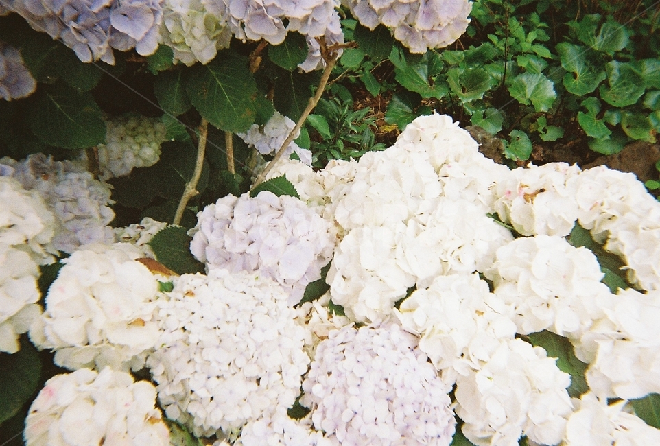 수국,꽃,필름카메라,여름,자연