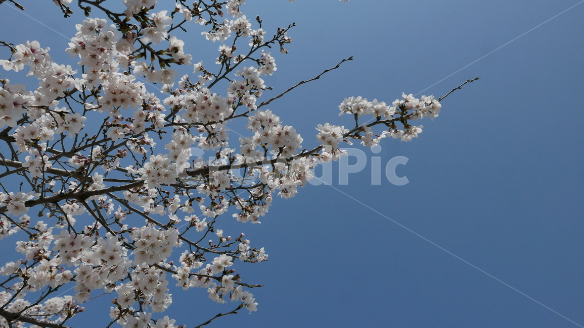 봄,감성,하늘,꽃,벚꽃,꽃송이,flower,blossom,spring,bluesky