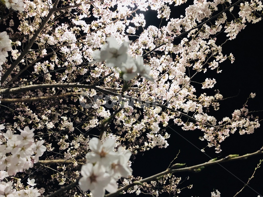 벚꽃,벚꽃나무,조명,밤,봄,cherryblossoms,light,spring,night,야경,풍성함,밤하늘,nightsky