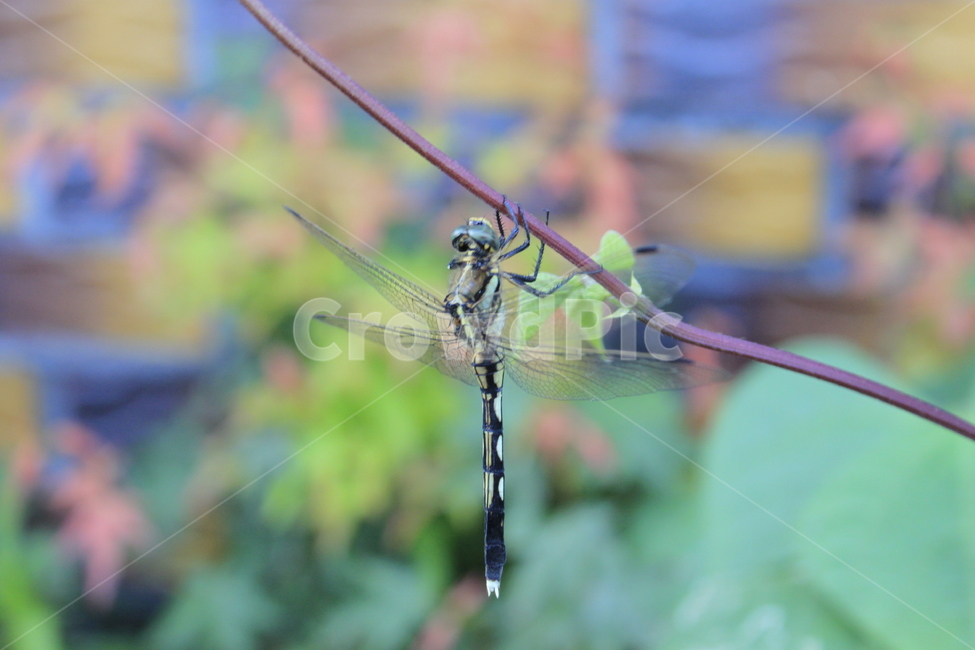 잠자리,식물,곤충,자연,bug,plants,dragonfly,야생