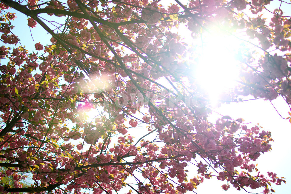 벚꽃,나무,감성,풍경,자연,봄,계절,spring,season,식물,자연,plants,nature,꽃,flower,flare,플레어,light,빛,sunlight,햇빛