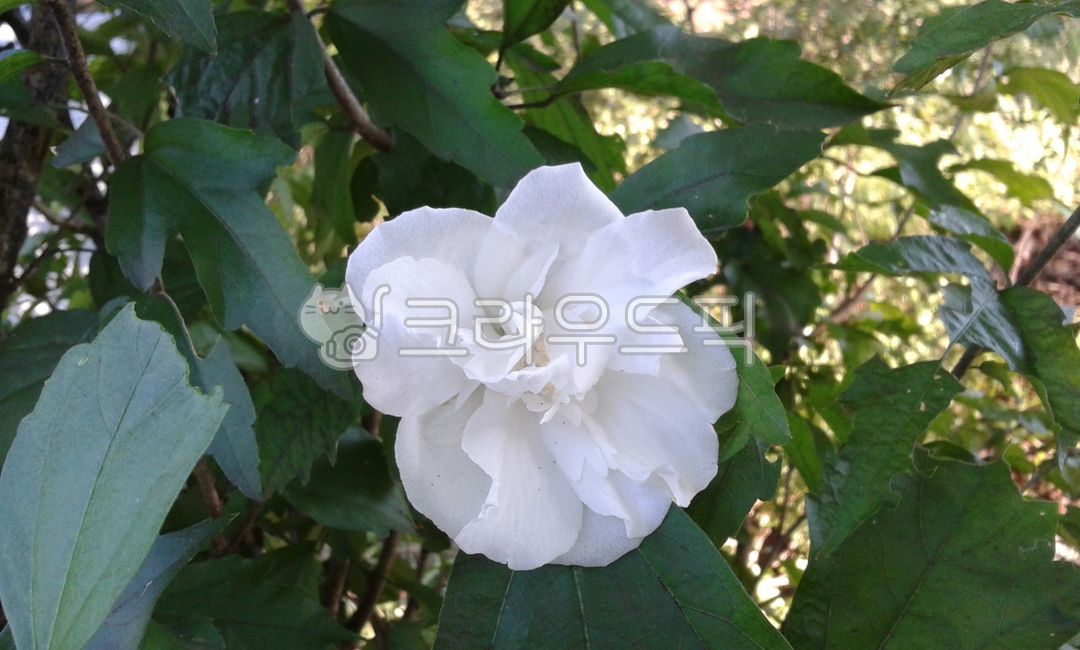 flower,꽃,무궁화,배달계,흰색