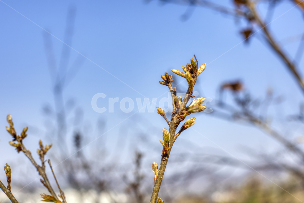새싹,꽃,식물,자연,plant,flower,blossom,green