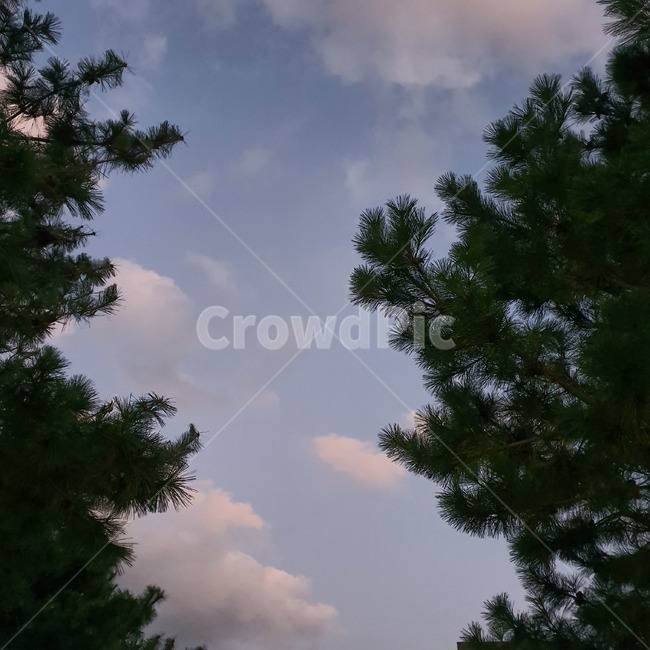 나무,tree,구름,cloud,하늘,자연,풍경,nature,landscape