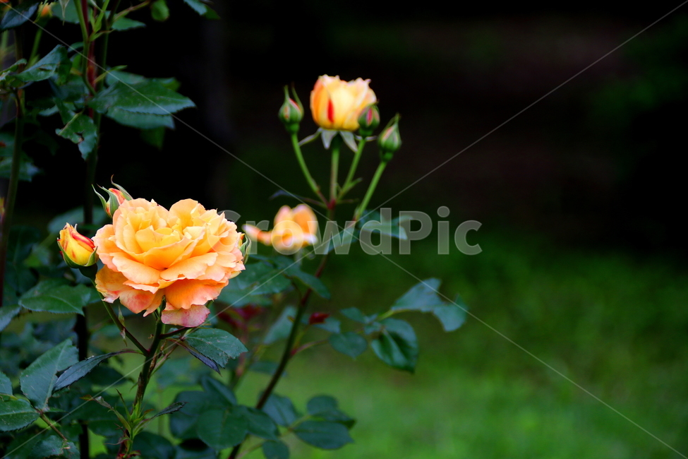 꽃,식물,장미,자연,봄,식물,자연,plants,nature,꽃,flower