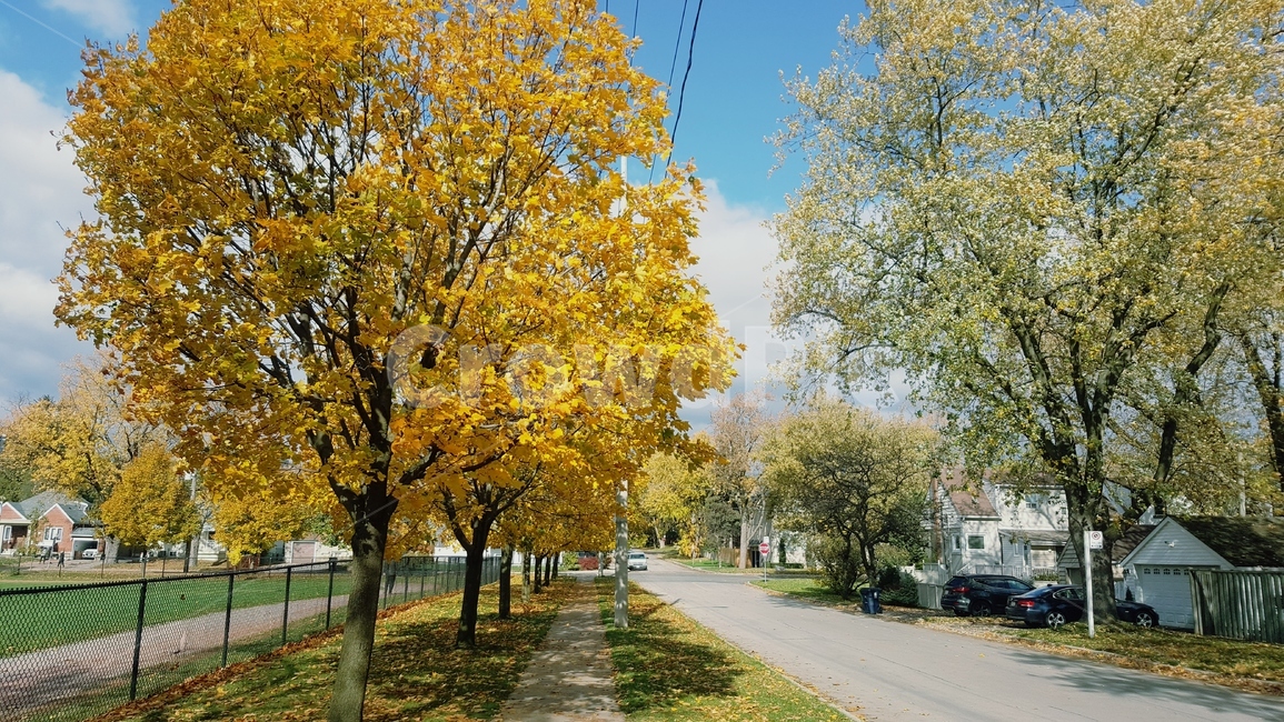 은행,은행나무,가을,나무,노랑색,가을,계절,fall,autumn,season,tree,plant,식물,asphalt,아스팔트,tree trunk,나무 줄기