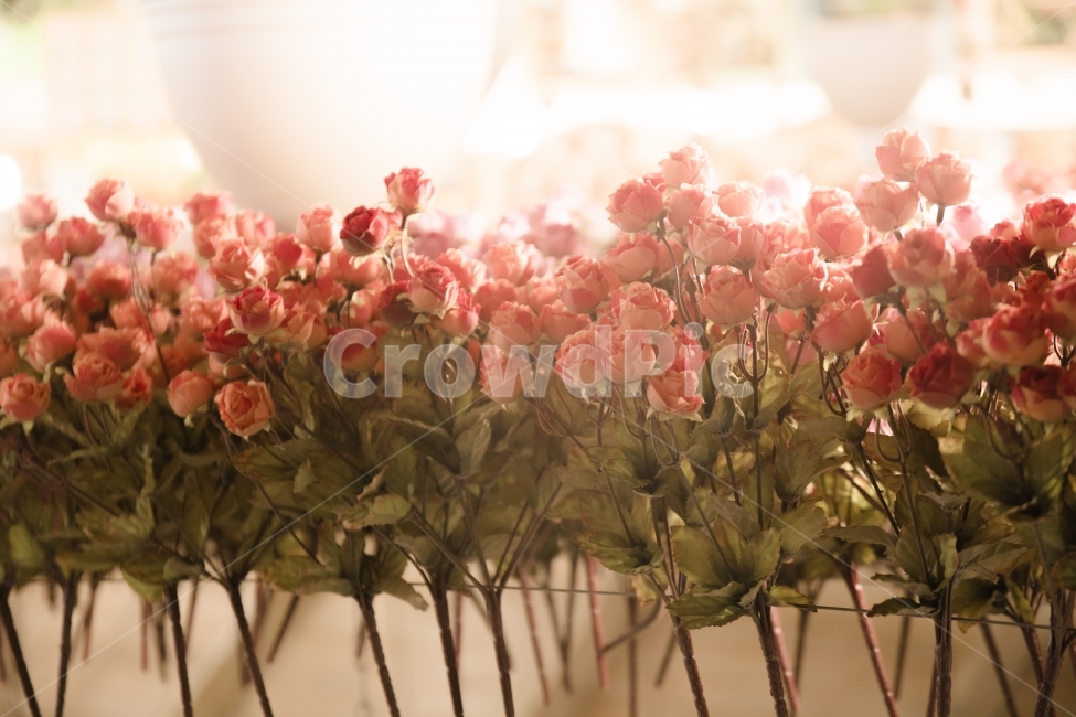 장미,꽃,꽃다발,감성,빛,사진,소품,조화,아름다움,일상,분위기,예쁘다,따뜻하다,온도,실내,따뜻함,식물,자연,plants,nature,꽃,flower,기념일,축하,anniversary,congratulation,celebrate,celebration,감성,sensible,feeling,휴식,힐링,rest,relaxation,healing