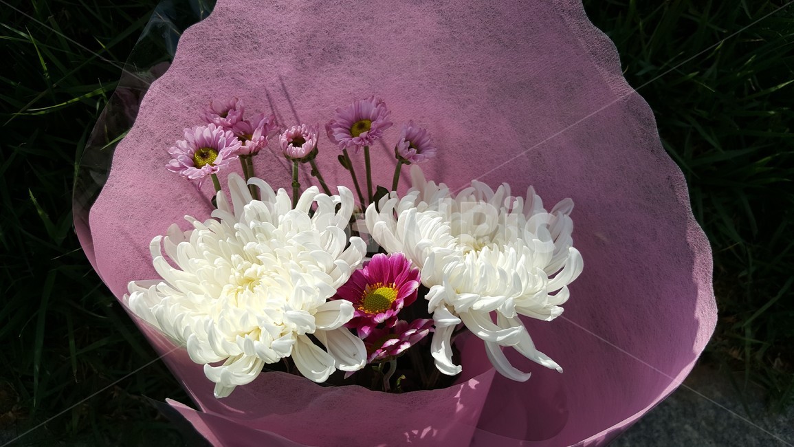 국화,가을꽃,꽃다발,식물,꽃,flower,가을,계절,흰국화꽃,우아한,생화,추모,감성,국화향,하얀국화꽃,성묘,가을국화,잔디,plant,조화,산소,순백,노랑
