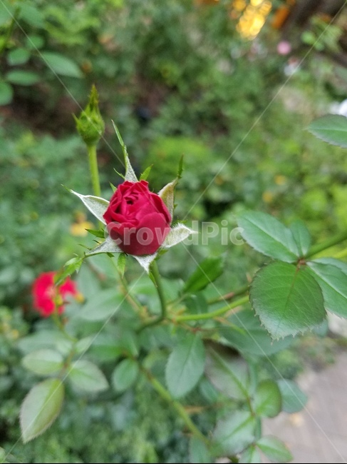 장미,붉은장미,봉오리,레드,꽃