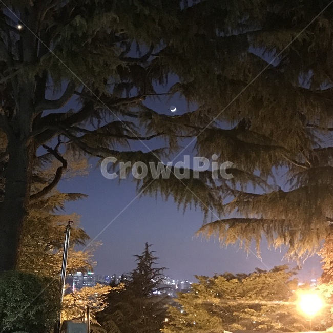 밤,달,나무,배경,night,moon,자연,풍경,nature,landscape,야경,밤,nightscape,night,식물,plants,나무,trees,wood,tree,plant,light,빛,flare,플레어,fir,전나무,art,미술,painting,그림