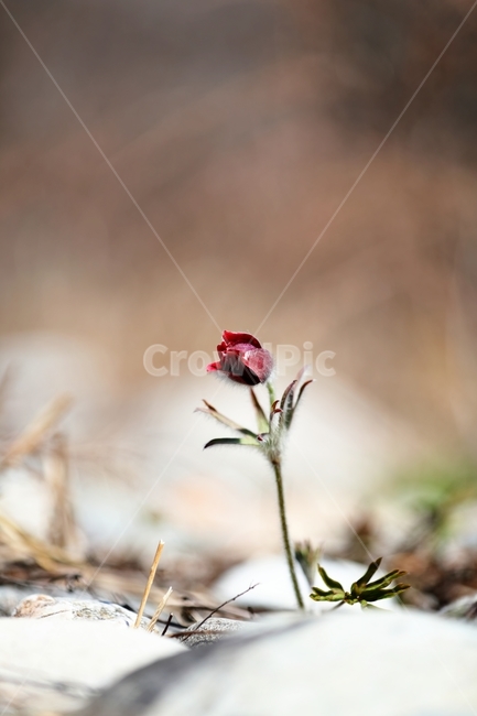 봄,꽃,강,할미꽃,동강,식물,자연,plants,nature,꽃,flower