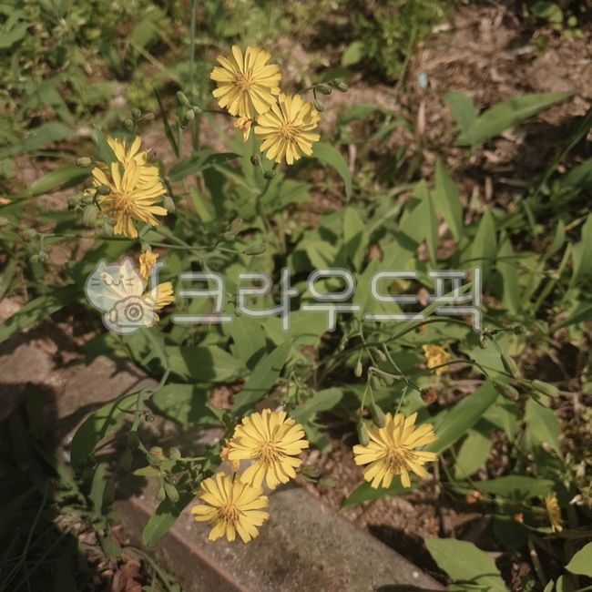 nature,plant,yellowflower,yellow flower,yellow,Write a comment,flower