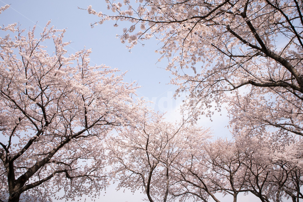 벚꽃,남해,설천,핑크,꽃,봄,봄,계절,spring,season,식물,자연,plants,nature,꽃,flower,plant,blossom,cherry blossom