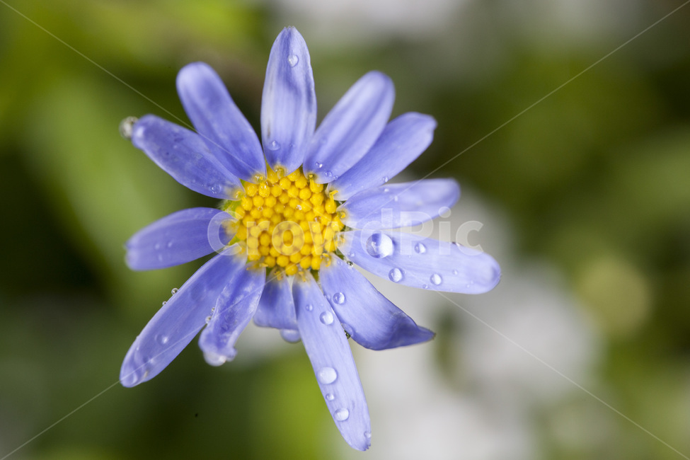 데이지,푸른데이지,꽃,야생화,식물,자연,봄꽃,접사,식물,자연,plants,nature,꽃,flower,색깔,색상,색채,색감,color sense,color sensitivity,feeling of color
