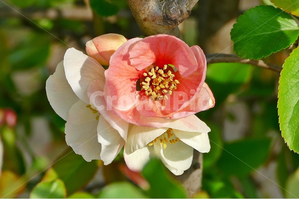 명자나무꽃,명자나무,꽃,식물,분홍꽃,식물,자연,plants,nature,꽃,flower