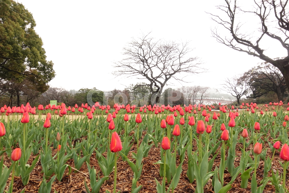 꽃,자연,튤립,공원,빨강,red,flower,spring,봄,봄,계절,spring,season,자연,풍경,nature,landscape,식물,plants,꽃,flower,plant,blossom