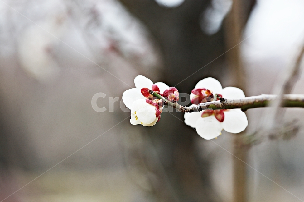 매화,매화꽃,꽃,매화나무,자연,배경,자연,풍경,nature,landscape,식물,plants,꽃,flower,나무,trees,wood,plant