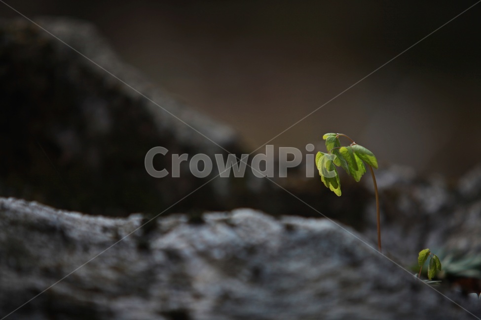 식물,초록색,계곡,화야산,감성,식물,자연,plants,nature