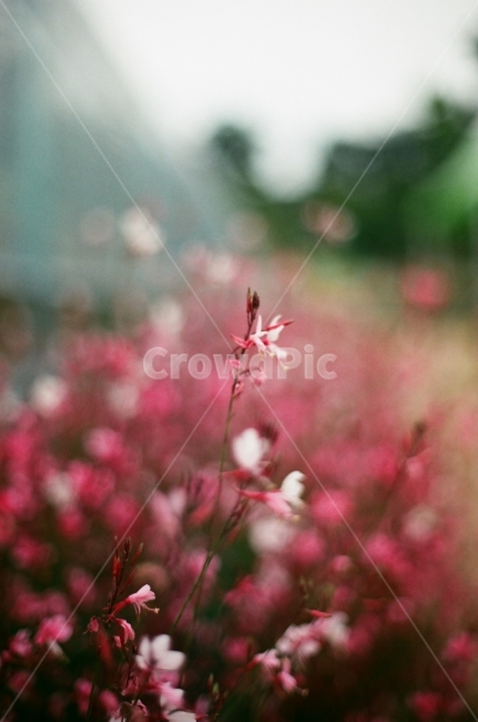 분홍꽃,꽃,몽환,아련함,추억,회상,필름,식물,자연,plants,nature,꽃,flower,감성,sensible,feeling