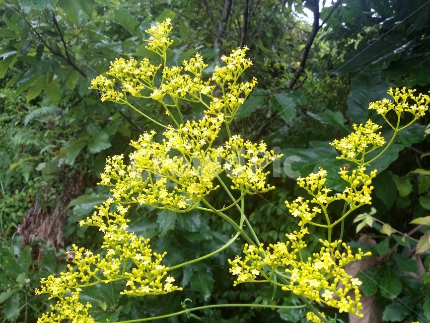 식물,plant,꽃,flower,자연,식물,자연,plants,nature