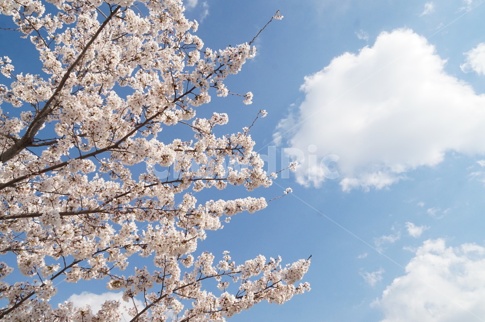 벚꽃,봄,cheeryblossom,계절,spring,식물,plant,flower,꽃,야외,나무,하늘,season,핑크,분홍,봄,계절,spring,season