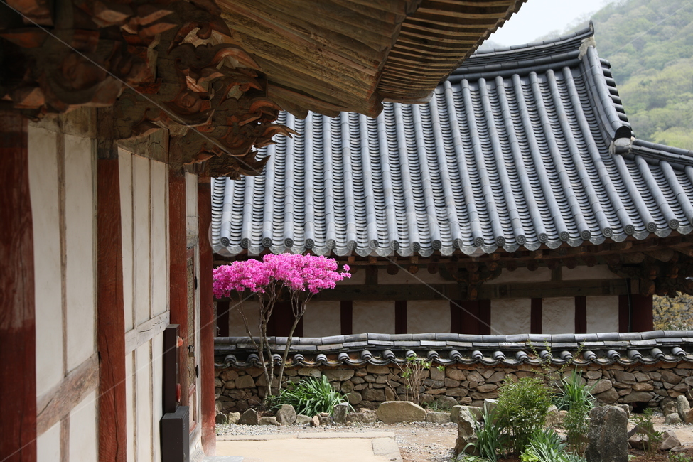 순천,선암사,만첩왕벚,왕벚꽃,겹벚꽃,봄,사찰,꽃,벚꽃,한국전통,한국문화,korean traditional,korean culture,건축물,건물외관,exterior,building,structure,architecture,construction
