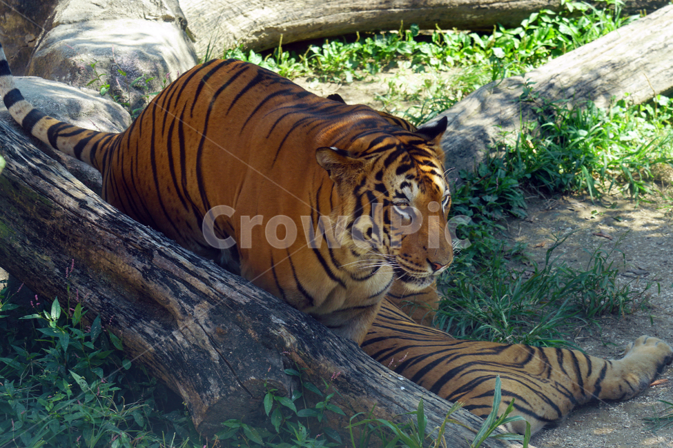 호랑이,벵갈호랑이,타이거,tiger,동물,포유류,animal,고양이과,자연,nature,육식동물,무섭다,무서운,맹수,짐승,beast,savage,mammal,동물,animal,포유류,mammal