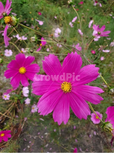 꽃,가을,코스코스,분홍꽃,화분,blossom,pollen,꽃잎,plant,flower,식물,자연,plants,nature,꽃,flower