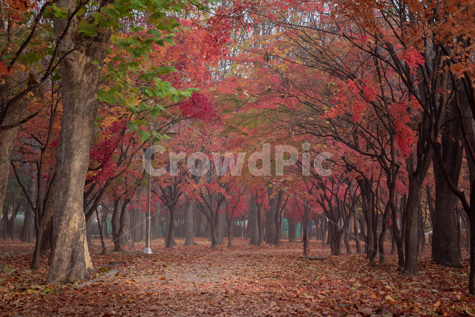 단풍,단풍길,가을,숲길,숲,공원,tree,나무,plant,식물,maple,tree trunk,나무 줄기