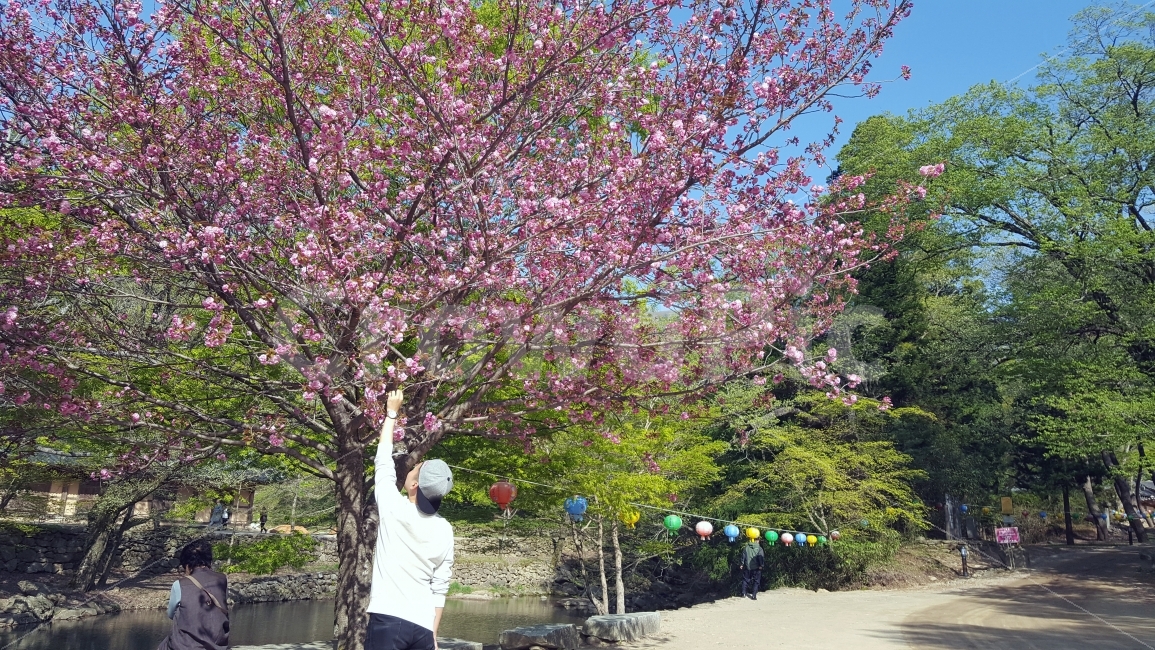 여행,travel,여행사진,국내여행,혼자여행,사진,순천,순천여행,배경사진,배경,이쁜사진,색감,색감좋은사진,송광사,절,스냅샷,스냅사진,뒷모습사진,뒷모습,벚꽃,꽃,봄,여행자,여행가,자연,풍경,nature,landscape,봄,계절,spring,season,사람,인물,인간,human,person,남성,남자,man,male,plant,식물
