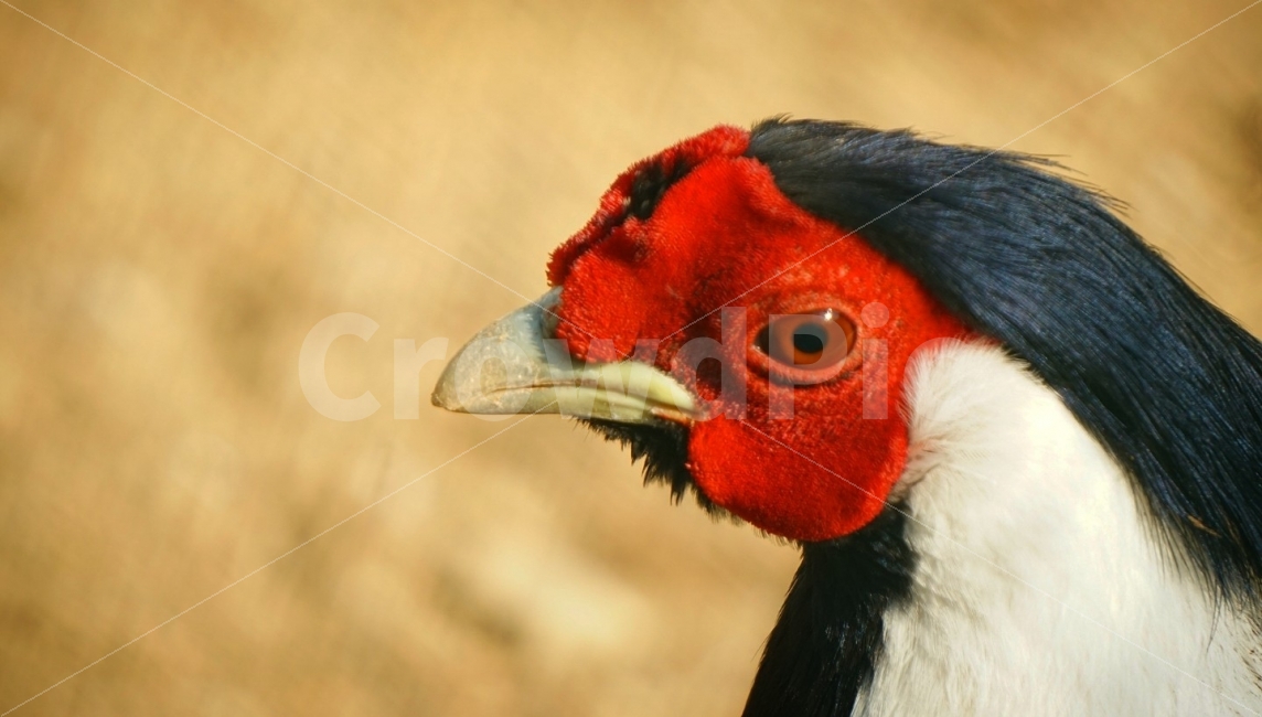 닭,동물,animal,chicken,bird,새,조류,배경,접사,동물,animal,조류,새,birds