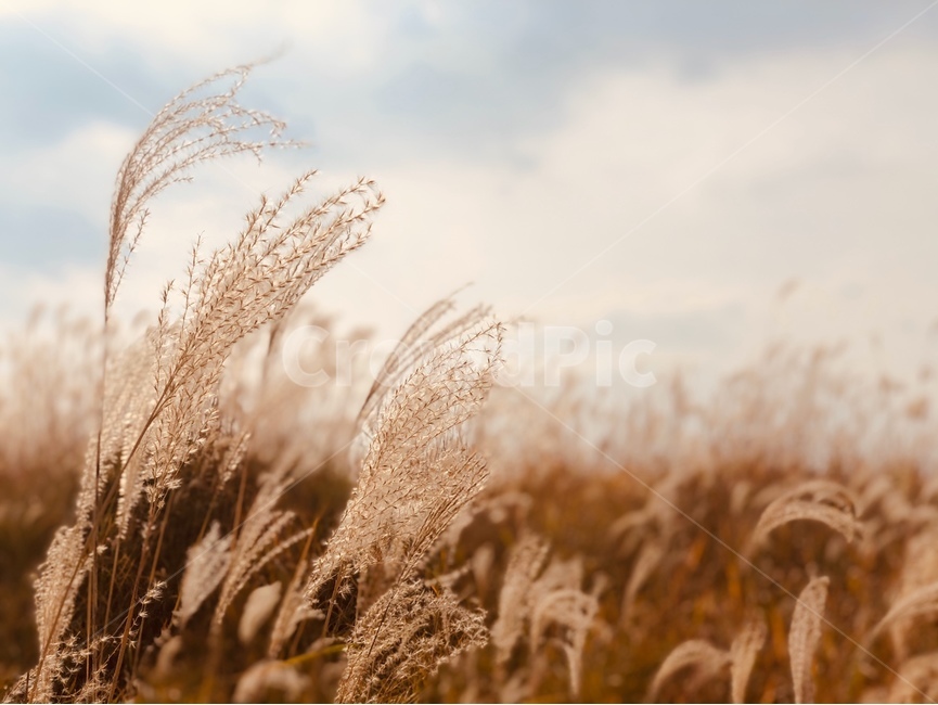 갈대,억새,억새풀,갈대밭,가을,식물,plant,갈대축제,가을,계절,fall,autumn,season,자연,풍경,nature,landscape,grass,잔디