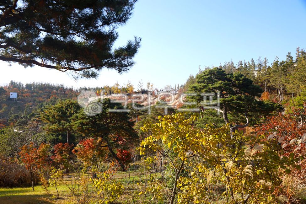 단풍, 가을, 산, 능선, 숲, 사진,이미지,일러스트,캘리그라피 - vvind작가