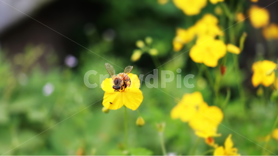 벌,꽃,개나리꽃,풍경,접사,식물,자연,plants,nature,꽃,flower,동물,animal,곤충,벌레,insect,bug