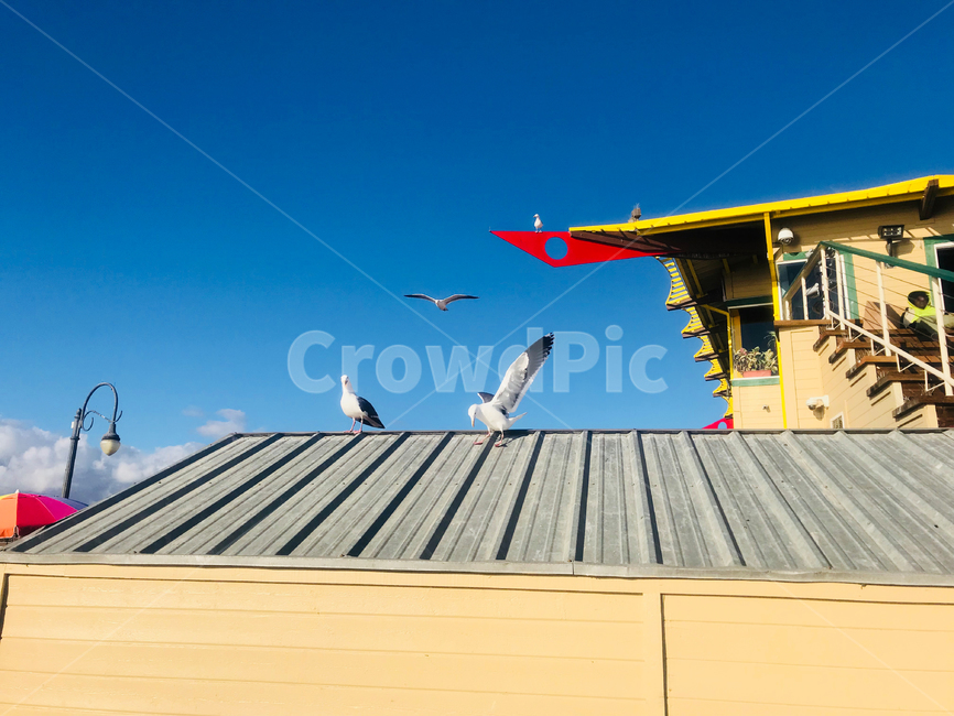 seagull,Santa Monica,Beach,USA,santamonica,sea bird,Seagull