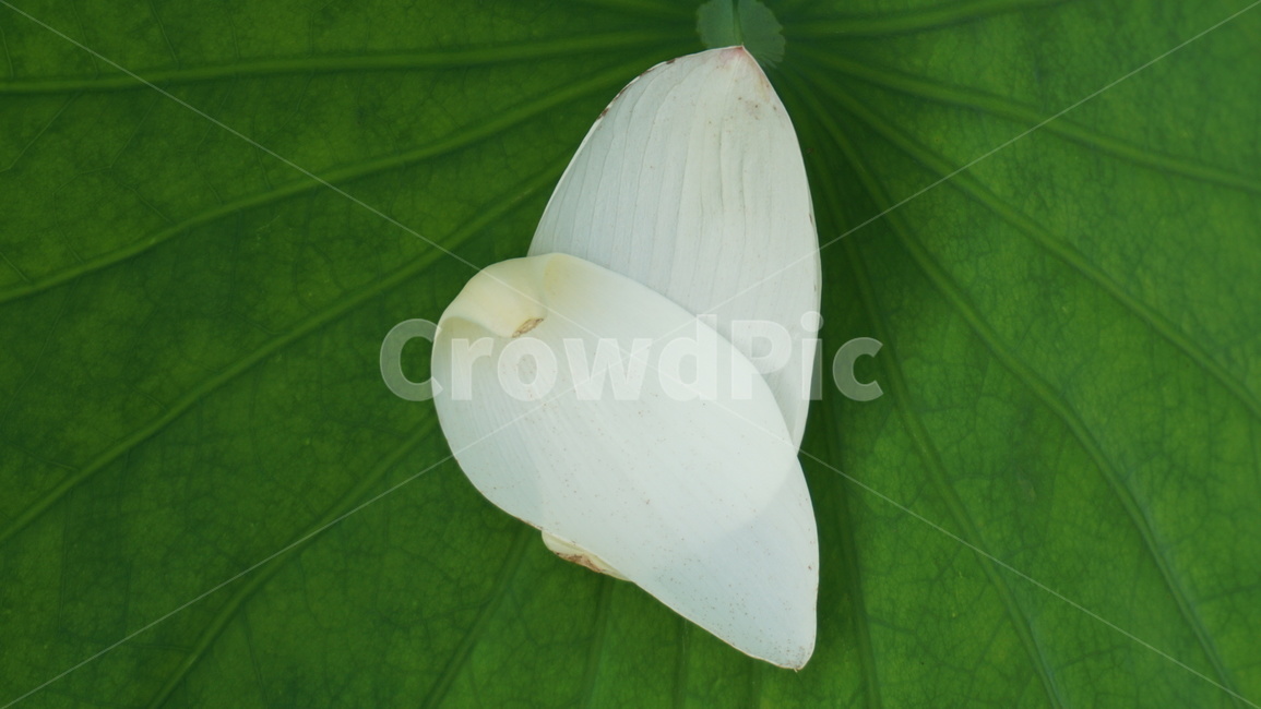식물,잎,꽃,flower,연꽃,연못,꽃잎,낙화