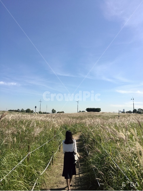 nature,자연,옥외,억새,사람,뒷모습,하늘공원,human,outdoors,사람,인물,인간,human,person,여성,여자,woman,female,lady