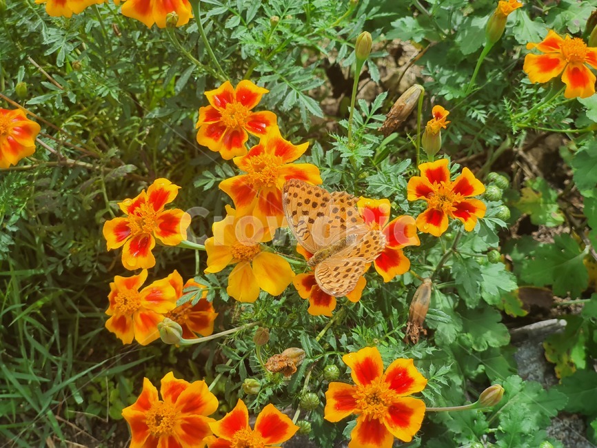 식물,제라늄,꽃,금잔화,나비,메리골드,식물,자연,plants,nature,꽃,flower,곤충,벌레,insect,bug
