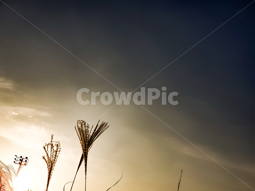 plant,식물,grass,잔디,석양,해닐녘,노을,공원,하늘,햇빛,sunlight,sky,sunset,sunsetsky,autunm,갈대,nature,가을,풍경,landscape,식물,자연,plants,nature