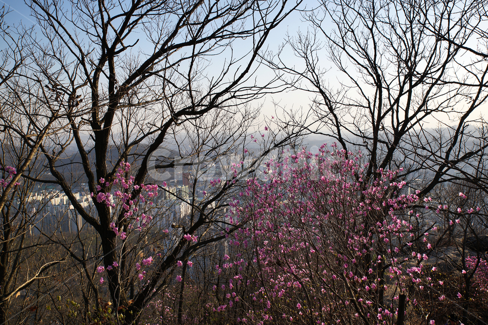 모락산,경기도,의왕시,진달래,자연,계절