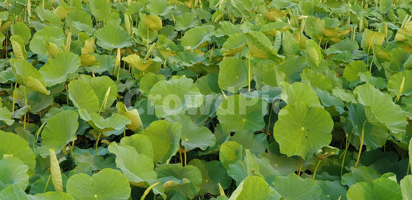 연꽃,두물머리,양평,자연,풍경
