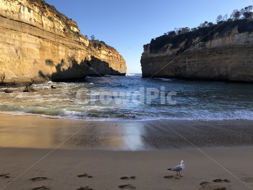 nature,자연,bird,새,동물,animal,파도,바다