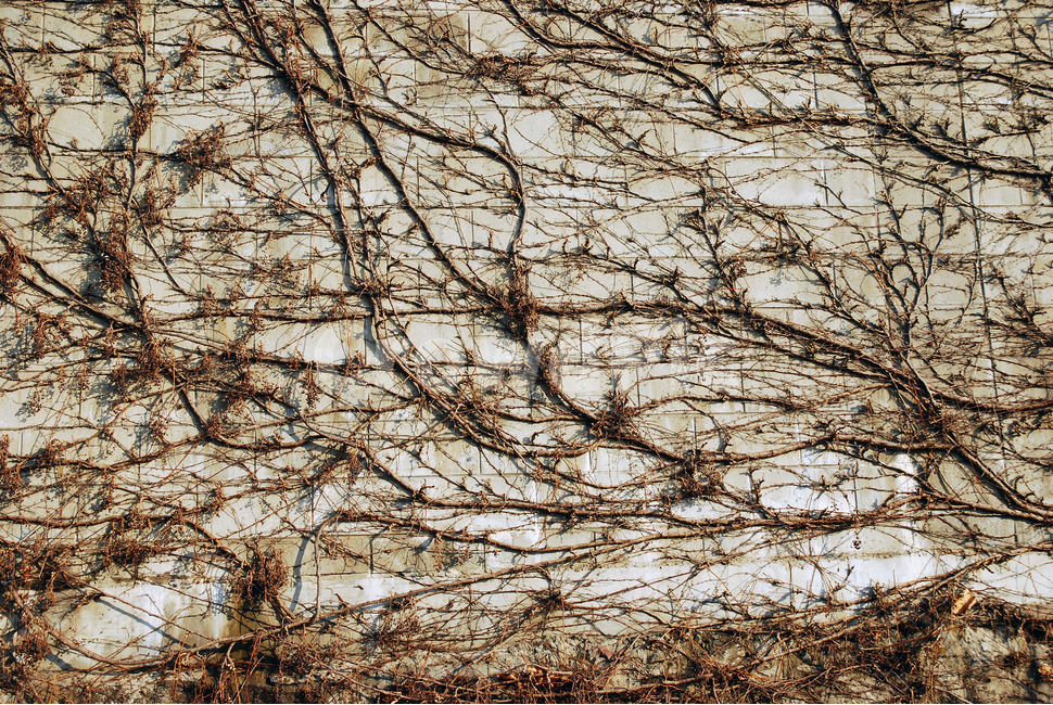 벽,담쟁이,덩굴,패턴,배경,나무,식물,자연,plants,nature