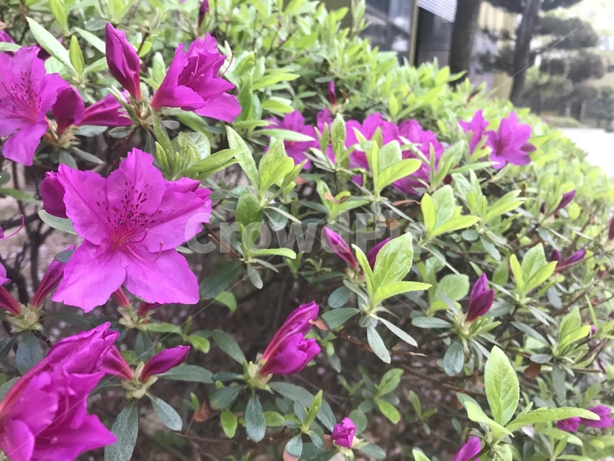 꽃,철쭉,자연,봄,flower,식물,식물,자연,plants,nature,꽃,flower