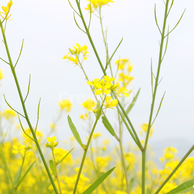 유채꽃,봄,자연,노란색,노랑,flower,green